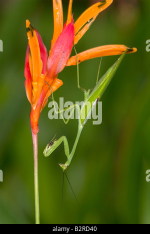 Praying Mantis FamilyMantidae Costa Rica Banque D'Images