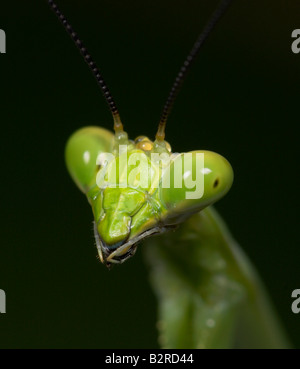 Praying Mantis FamilyMantidae Costa Rica Banque D'Images