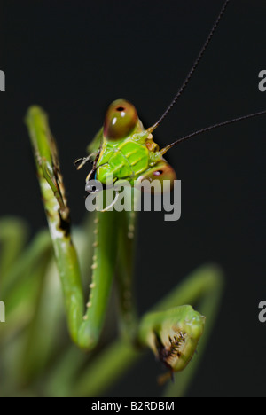 Praying Mantis FamilyMantidae Costa Rica Banque D'Images