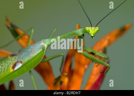 Praying Mantis FamilyMantidae Costa Rica Banque D'Images