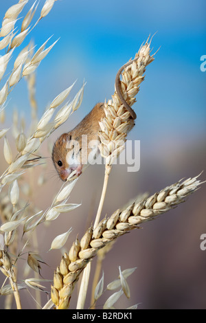 Micromys minutus souris se nourrissant de Potton Blé Bedfordshire Banque D'Images