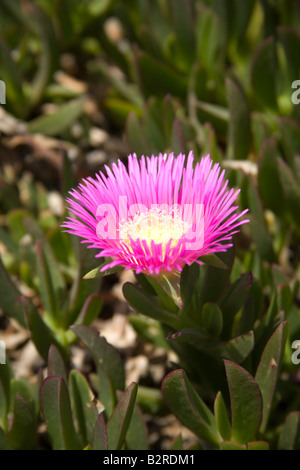 Lampranthus spectabilis Banque D'Images