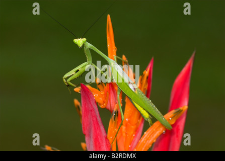 Praying Mantis FamilyMantidae Costa Rica Banque D'Images