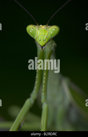 Praying Mantis FamilyMantidae Costa Rica Banque D'Images