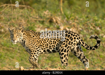 Femme Jaguar Panthera onca Pantanal Mato Grosso au Brésil Banque D'Images