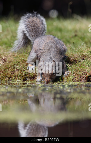 L'écureuil gris Sciurus carolinensis boire au bassin avec réflexion Bedfordshire Potton Banque D'Images