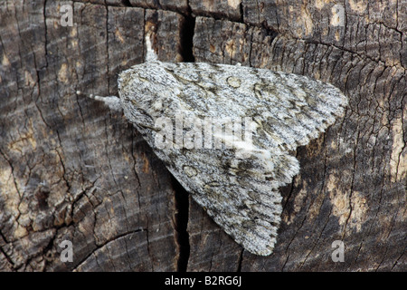 Le Sycamore Acronicta aceris sur se connecter au repos Potton Bedfordshire Banque D'Images