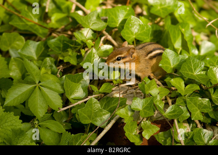 Le tamia rayé (Tamias striatus) et de vignes Banque D'Images