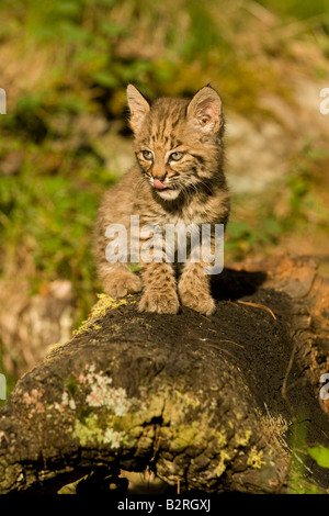 Lynx roux (Lynx rufus) chaton Banque D'Images