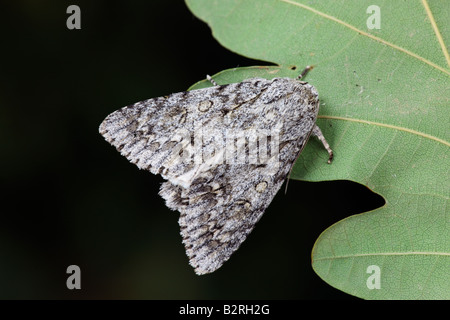 Le Sycamore Acronicta aceris sur feuille, à Potton midinvest Bedfordshire Banque D'Images