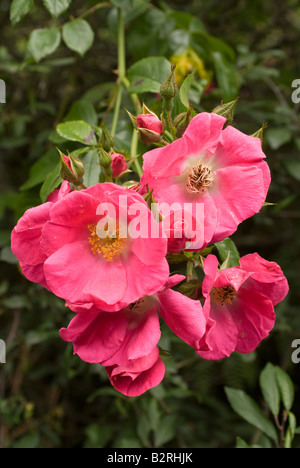 Libre d'une pomme rose Bush et fleurs dans une haie près de Carrick Dumfries et Galloway Ecosse Royaume-Uni UK Banque D'Images