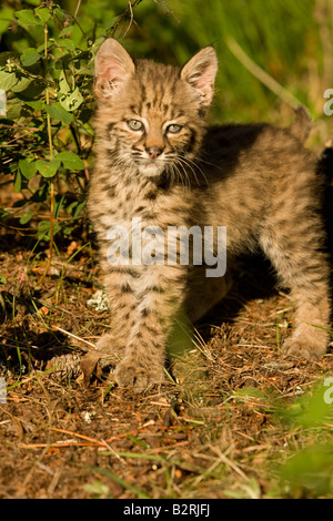 Lynx roux (Lynx rufus) chaton Banque D'Images