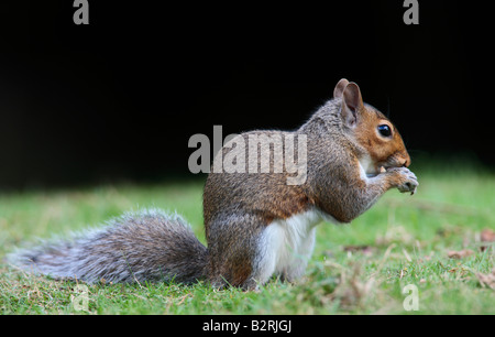 L'écureuil gris Sciurus carolinensis sur alimentation herbe Bedfordshire Potton Banque D'Images