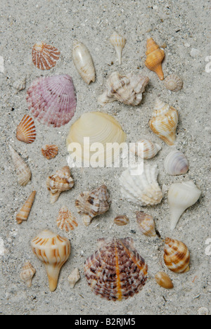 Une variété de coquilles de mollusques recueillis à partir de la côte du golfe de Floride Sanibel Island Banque D'Images