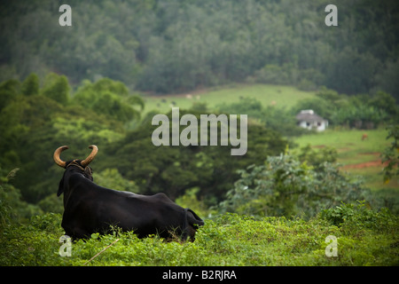 Bull couché dans un champ près de Vinales, Cuba Banque D'Images