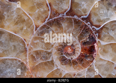 Ammonite fossile de Madagascar Crétacé Banque D'Images