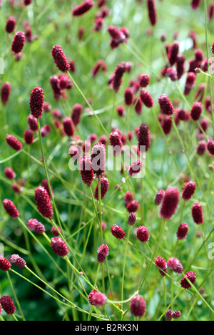 SANGUISORBA OFFICINALIS RED THUNDER Banque D'Images