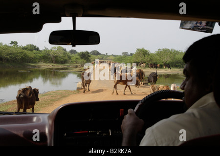 La conduite dans le parc national de Yala, au Sri Lanka. Banque D'Images