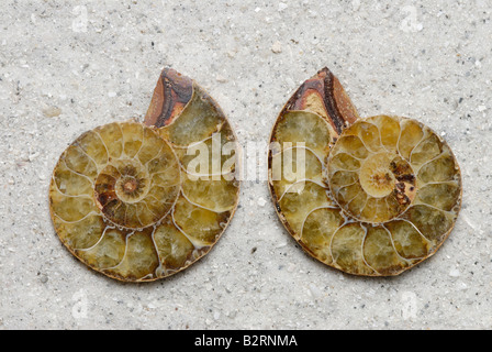 Vue interne d'un fossile d'ammonite Perisphinctes sectionnés sp de Madagascar Jurassique Banque D'Images