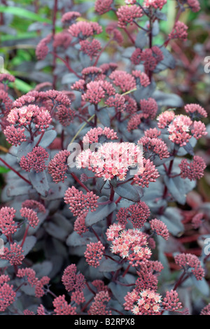 SEDUM PURPLE EMPEROR Banque D'Images