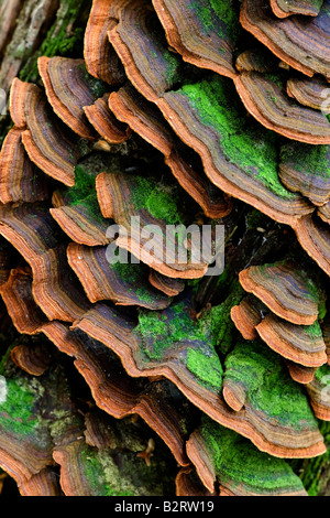 Grand groupe de champignons sur le tronc Trichaptum biforme Banque D'Images