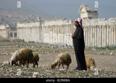 Sheperd et ses moutons à vestiges romains de Apamée de Syrie Banque D'Images