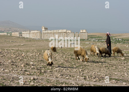 Sheperd et ses moutons à vestiges romains de Apamée de Syrie Banque D'Images
