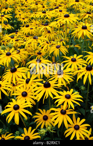 RUDBECKIA FULGIDA VAR SULLIVANTII GOLDSTURM Banque D'Images