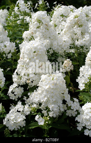 PHLOX PANICULATA SNOW HARE Banque D'Images