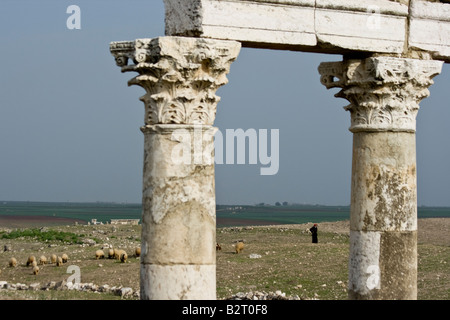 Berger et moutons derrière colonnes romaines dans les ruines d'Apamée de Syrie Banque D'Images