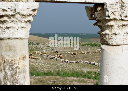 Colonnes romaines et les moutons dans les ruines d'Apamée de Syrie Banque D'Images