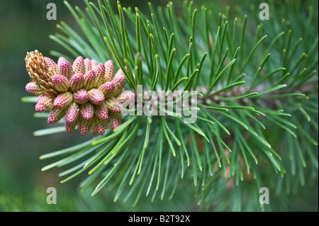 Le pin tordu (Pinus contorta latifolia subsp) cônes mâles contenant du pollen Dundee Ecosse Perthshire Arboretum UK Europe peut Banque D'Images