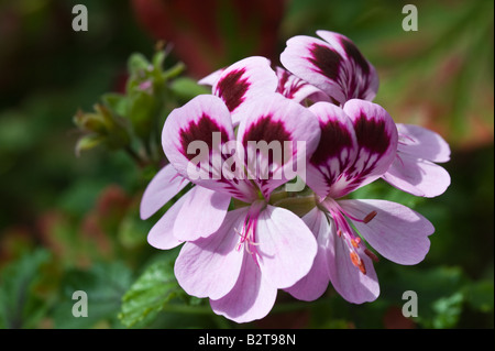 À feuilles de chêne géranium (Pelargonium quercifolium) gros plan de fleurs de Dundee en Écosse Perthshire Conservatoire UK Europe peut Banque D'Images