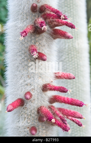 Flamme d'argent flamme laineux ou Cleistocactus strausii cactus (fleurs) dans la véranda jardin botanique de Dundee en Écosse Perthshire Banque D'Images