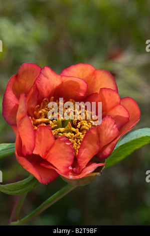 Arbre chinois pivoine (Paeonia arborea) gros plan de la fleur : fleur des plantes cultivées Adel Leeds West Yorkshire Jardin UK peut Banque D'Images