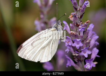 Petit papillon blanc du chou Pieris rapae sur les espèces de plantes de lavande Banque D'Images