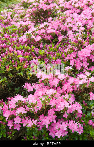 Azalea Azalea (Kyushu) kiusianum Glendoick Gardens fleurs Perthshire Scotland UK peut Banque D'Images