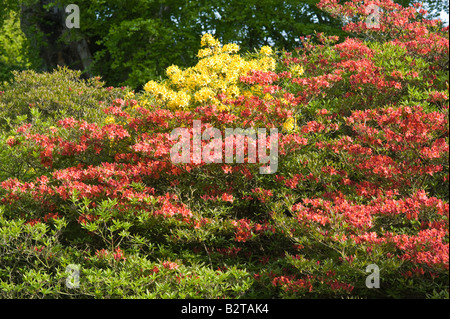 La floraison des buissons de rhododendrons Glendoick Gardens Perthshire Scotland UK peut Banque D'Images