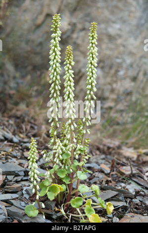 Navelwort ombilic rupestris fleurs au bord de la route sur l'éperon rocheux Rhayader Powys Pays de Galles UK Europe Juin Banque D'Images