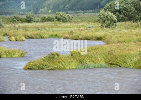 La RSPB Réserve naturelle de l'habitat de Conwy Conwy dans le Nord du Pays de Galles UK Europe Juin Banque D'Images