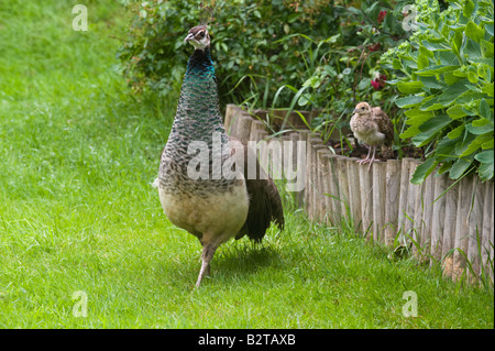 Pavo cristatus peahen paons indiens avec chick Rhayader Gigrin Farm Powys Pays de Galles UK Europe Juin Banque D'Images