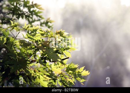 Érable arbre feuilles au début de la lumière du soleil du matin Banque D'Images