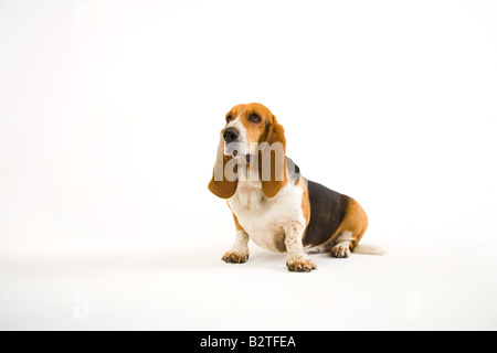 Portrait de Basset Hound à la maison Banque D'Images