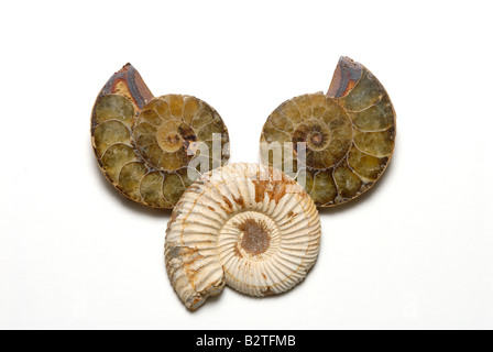 Vue interne et externe des fossiles d'ammonites de Madagascar sectionné Banque D'Images