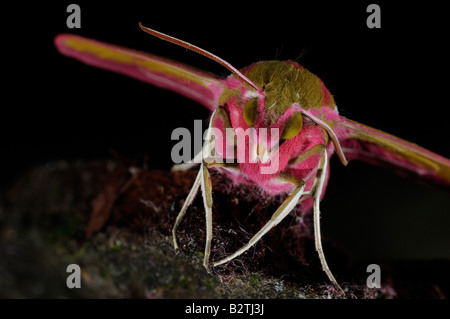 Sphynx Deilephila elpenor éléphant Oxfordshire England UK vue de l'avant près de la tête Banque D'Images