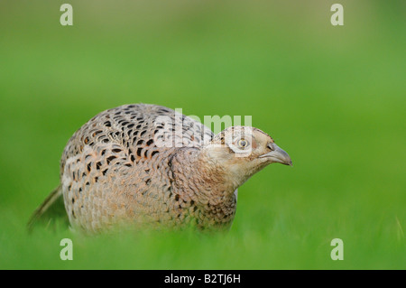 Faisan de Colchide Phasianus colchicus commun Oxfordshire UK femme dans l'herbe à la recherche de nourriture Banque D'Images