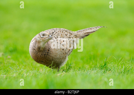 Faisan de Colchide Phasianus colchicus commun Oxfordshire UK femme sur l'herbe à la recherche de nourriture Banque D'Images