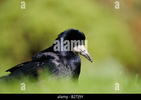 Freux Corvus frugilegus Oxfordshire UK dans grass close up Banque D'Images