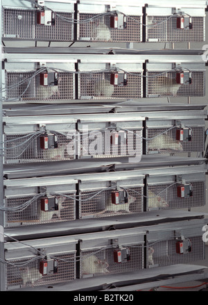 Des rats dans des cages utilisées pour l'expérimentation animale dans les Études précliniques Essais de médicaments pour l'industrie pharmaceutique, USA Banque D'Images