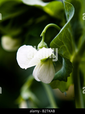 Fleurs d'une plante de pois (Pisum sativum) var. 'Early Onward' Banque D'Images